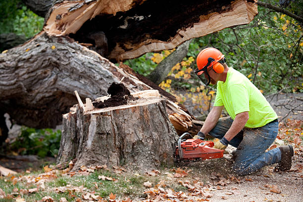 Tacoma, WA Tree Services Company