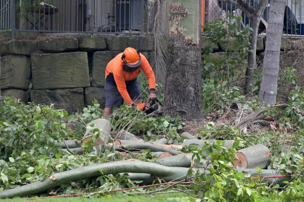 How Our Tree Care Process Works  in Tacoma, WA